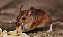 24 Hour & Emergency Exterminators in Dresser, WI